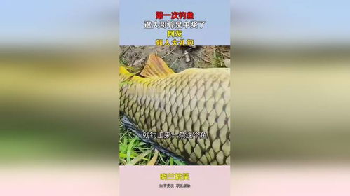 青哥钓鱼饵料怎么样?深度评测与用户反馈全解析!