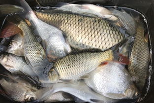 桥下钓鱼饵料怎么用最好 桥下钓鱼饵料怎么用最好