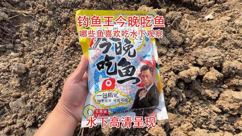 鱼王钓鱼饵料怎么样,全面评测与用户反馈 鱼王钓鱼饵料怎么样,全面评测与用户反馈