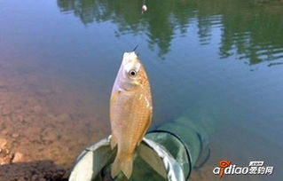 钓鱼饵料选择终极指南，从入门到精通，让你的鱼获翻倍！