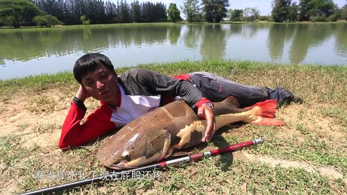 传统钓鱼饵料怎么开的好 传统钓鱼饵料怎么开的好