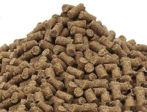 小黑豆,钓鱼饵料中的性价比之王 小黑豆,钓鱼饵料中的性价比之王