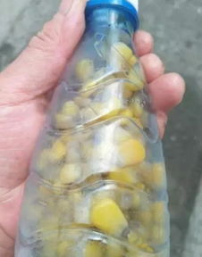 如何有效使用商家赠送的钓鱼饵料 如何有效使用商家赠送的钓鱼饵料