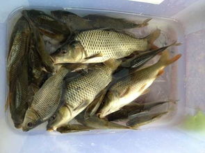 钓鱼饵料配方,如何避免小鱼干扰 钓鱼饵料配方,如何避免小鱼干扰