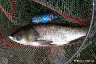 自制臭鸡蛋钓鱼饵料,简单有效,让鱼儿疯狂上钩! 自制臭鸡蛋钓鱼饵料,简单有效,让鱼儿疯狂上钩!