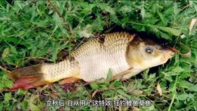 独钓者饵料秘籍,让鱼儿主动上钩 独钓者饵料秘籍,让鱼儿主动上钩