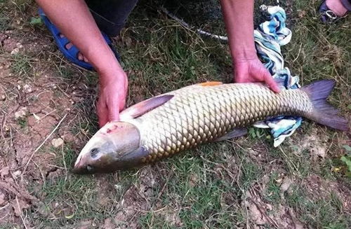 钓鱼饵料怎么装的好用呢?这5个技巧让你的鱼获翻倍! 钓鱼饵料怎么装的好用呢?这5个技巧让你的鱼获翻倍!