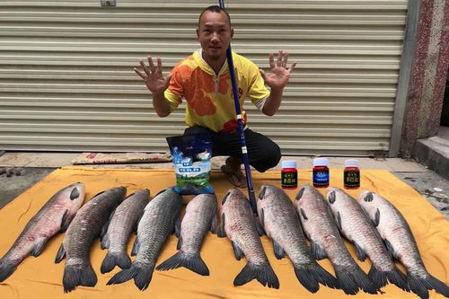 青鱼饵料钓鱼王评测,效果如何?深度解析与使用指南 青鱼饵料钓鱼王评测,效果如何?深度解析与使用指南