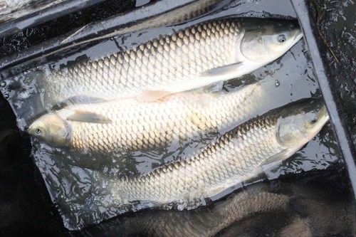 诱鱼快,钓鱼饵料配制全攻略 诱鱼快,钓鱼饵料配制全攻略