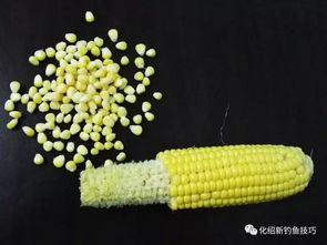 泡沫豆钓鱼饵料怎么用?这份视频教程让你轻松掌握钓鱼秘籍! 泡沫豆钓鱼饵料怎么用?这份视频教程让你轻松掌握钓鱼秘籍!