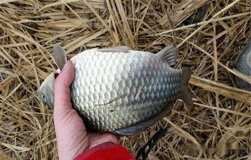 小物件钓鱼饵料怎么用？超详细视频教程来了！