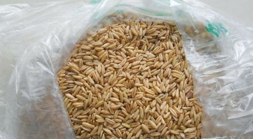 冰钓饵料配制全攻略，从基础配方到实战技巧