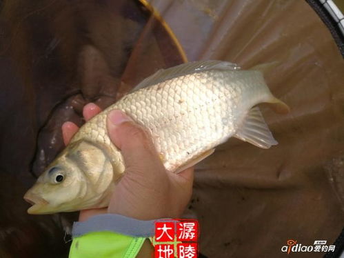 鲢鳙钓鱼饵料怎么开饵,从零开始的制作指南 鲢鳙钓鱼饵料怎么开饵,从零开始的制作指南