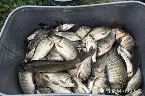 钓鱼饵料鲳鱼怎么做好吃? 钓鱼饵料鲳鱼怎么做好吃?