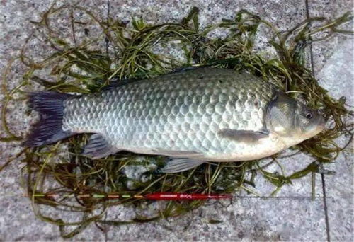 钓鱼饵料大盘鸡怎么用?掌握这几点,鱼获翻倍! 钓鱼饵料大盘鸡怎么用?掌握这几点,鱼获翻倍!
