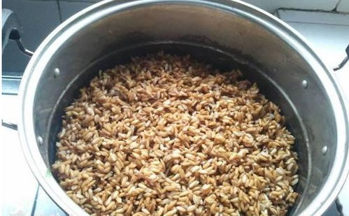 麦片怎么变钓鱼神器?自制麦片饵料的秘诀 麦片怎么变钓鱼神器?自制麦片饵料的秘诀