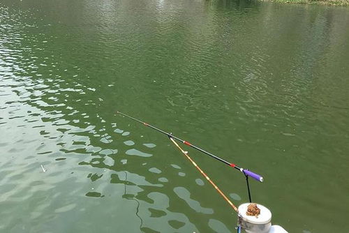 钓鱼高手的秘密武器,如何挑选最诱人的假饵 钓鱼高手的秘密武器,如何挑选最诱人的假饵