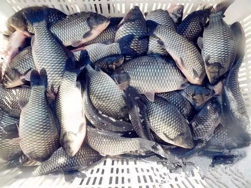 钓鱼饵料奶渣怎么配比，掌握黄金比例，轻松钓获大鱼！