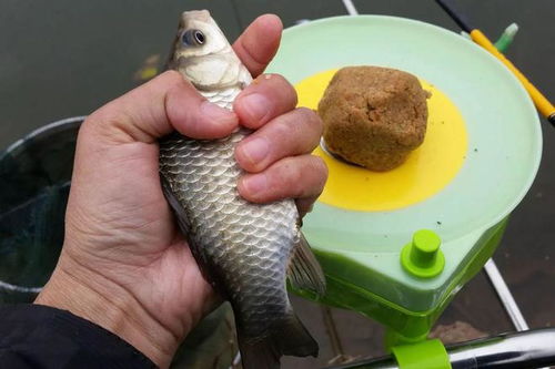 小物钓鱼饵挂饵料的正确方法 小物钓鱼饵挂饵料的正确方法