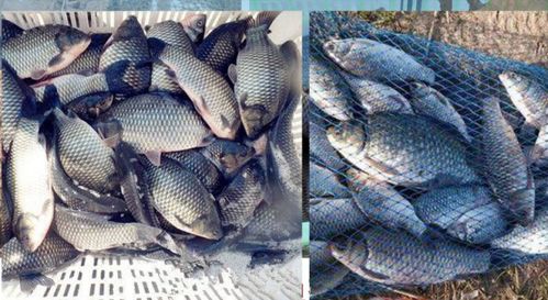 钓鱼饵料跑味了怎么办?这些处理方法让你鱼获翻倍