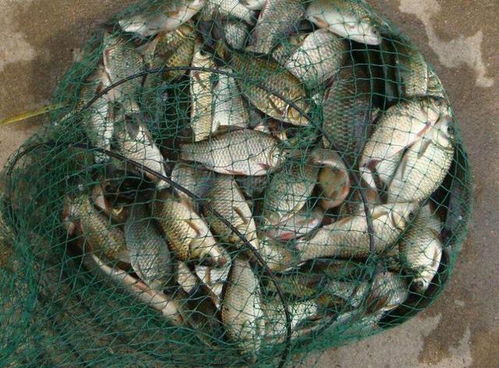 致命诱惑,酸臭味钓鱼饵料的使用秘籍,让鱼儿疯狂咬钩! 致命诱惑,酸臭味钓鱼饵料的使用秘籍,让鱼儿疯狂咬钩!