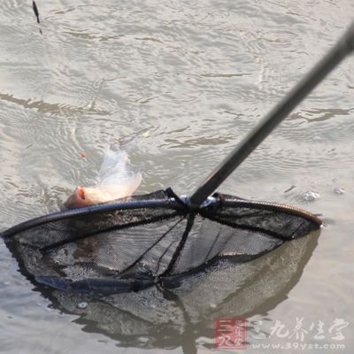 新手钓鱼饵料打窝全攻略,从入门到精通的实用指南 新手钓鱼饵料打窝全攻略,从入门到精通的实用指南