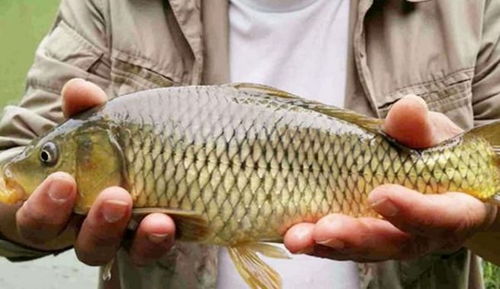 钓鱼饵料爆鲤鱼怎么办?终极解决方案大揭秘! 钓鱼饵料爆鲤鱼怎么办?终极解决方案大揭秘!
