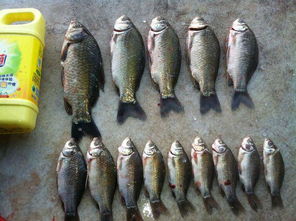 手钓鱼饵料使用全攻略,从入门到精通的实用技巧 手钓鱼饵料使用全攻略,从入门到精通的实用技巧