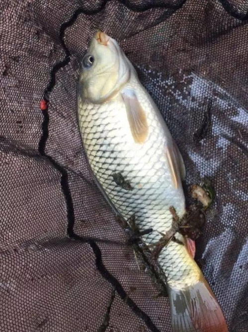 新手必看!钓鱼饵料使用秘籍,让你的鱼儿争先恐后咬钩 新手必看!钓鱼饵料使用秘籍,让你的鱼儿争先恐后咬钩