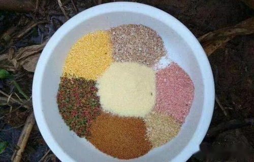 速开口钓鱼饵料怎么样?深度解析与实战体验 速开口钓鱼饵料怎么样?深度解析与实战体验