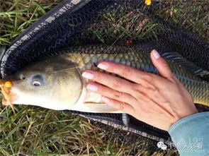 春季钓鱼饵料使用全攻略,让鱼儿疯狂咬钩的秘诀 春季钓鱼饵料使用全攻略,让鱼儿疯狂咬钩的秘诀