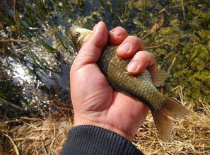 自己动手制作钓鱼饵料,省钱又有效的垂钓秘诀 自己动手制作钓鱼饵料,省钱又有效的垂钓秘诀