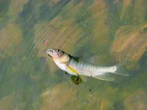 鲤鱼饵料路亚怎么钓鱼视频,专业钓手的实战指南 鲤鱼饵料路亚怎么钓鱼视频,专业钓手的实战指南