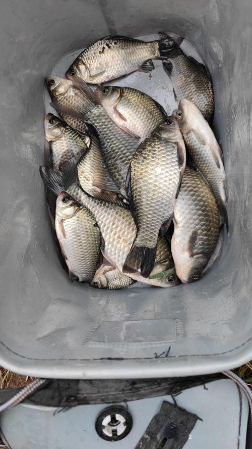 蟑螂钓鱼饵料怎么用,专业级诱捕指南 蟑螂钓鱼饵料怎么用,专业级诱捕指南