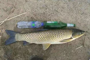 钓鱼饵料压制机傻瓜式操作指南,轻松自制诱鱼饵料,鱼获蹭蹭涨! 钓鱼饵料压制机傻瓜式操作指南,轻松自制诱鱼饵料,鱼获蹭蹭涨!