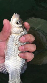 春天怎么选短杆钓鱼饵料 春天怎么选短杆钓鱼饵料