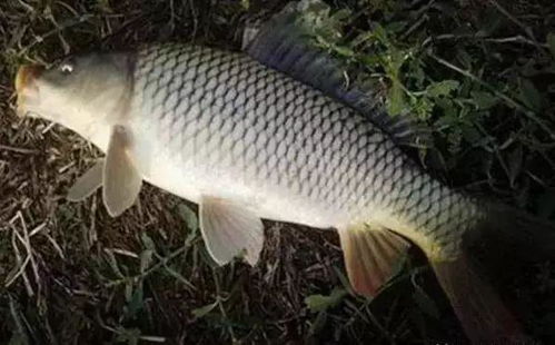 爆炸钩底钓,饵料选择与使用全攻略 爆炸钩底钓,饵料选择与使用全攻略