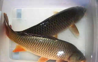 黄河钓鱼饵料黄金配比秘方,让你轻松钓获大鱼! 黄河钓鱼饵料黄金配比秘方,让你轻松钓获大鱼!