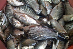 自备钓鱼饵料秘方,手把手教你打造诱鱼利器 自备钓鱼饵料秘方,手把手教你打造诱鱼利器