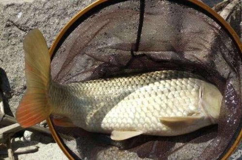 淡水白鲳钓鱼饵料配方与调制方法 淡水白鲳钓鱼饵料配方与调制方法