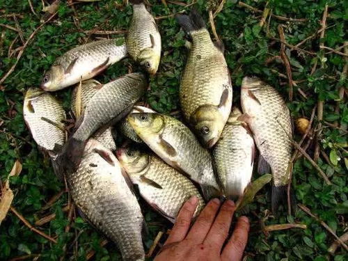 自制小袖钩钓鱼饵料的详细指南 自制小袖钩钓鱼饵料的详细指南