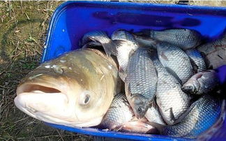 小塘钓鱼饵料配方,如何配出吸引鱼的美味饵料 小塘钓鱼饵料配方,如何配出吸引鱼的美味饵料