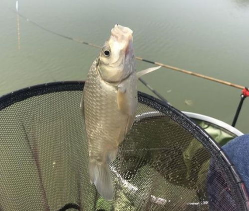 自制小鱼钓鱼饵料,简单高效,轻松上钩! 自制小鱼钓鱼饵料,简单高效,轻松上钩!