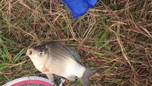 夜间钓鱼饵料味型怎么选?这5个技巧让你夜钓更轻松! 夜间钓鱼饵料味型怎么选?这5个技巧让你夜钓更轻松!