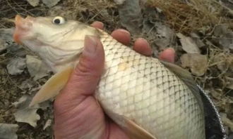 自制菜油饼钓鱼饵料,简单易行的钓鱼技巧 自制菜油饼钓鱼饵料,简单易行的钓鱼技巧