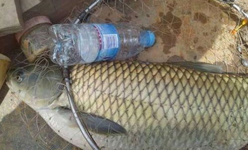 黑瓦特钓鱼饵料怎么样?深度解析与实战体验 黑瓦特钓鱼饵料怎么样?深度解析与实战体验