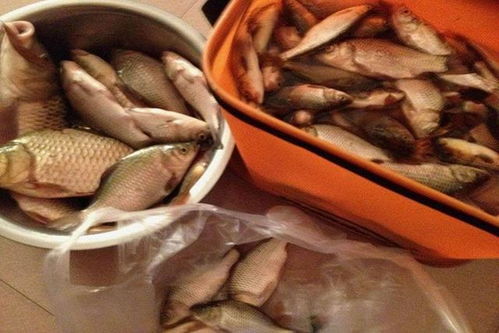 非王钓鱼饵料盖子打不开怎么办?5种实用方法轻松解决 非王钓鱼饵料盖子打不开怎么办?5种实用方法轻松解决