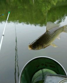 张家港钓鱼饵料怎么选,从水域环境到鱼种特性,全面解析 张家港钓鱼饵料怎么选,从水域环境到鱼种特性,全面解析