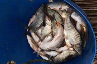 自带酒米钓鱼饵料怎么搭配?这份秘制配方让你鱼获翻倍! 自带酒米钓鱼饵料怎么搭配?这份秘制配方让你鱼获翻倍!