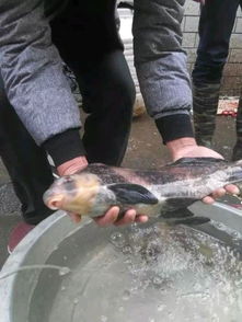 野钓者钓鱼鱼饵料配制全攻略 野钓者钓鱼鱼饵料配制全攻略